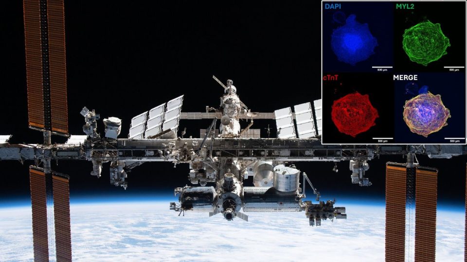 Paradoja espacial: los minicorazones crecen mejor en órbita que en la Tierra